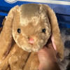 elhpeace